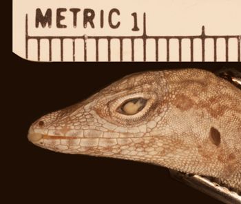 Media type: image;   Herpetology R-38181